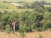 trees in NE corner of pasture